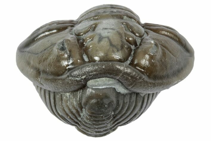 Wide Enrolled Flexicalymene Trilobite - Mt Orab, Ohio #358094